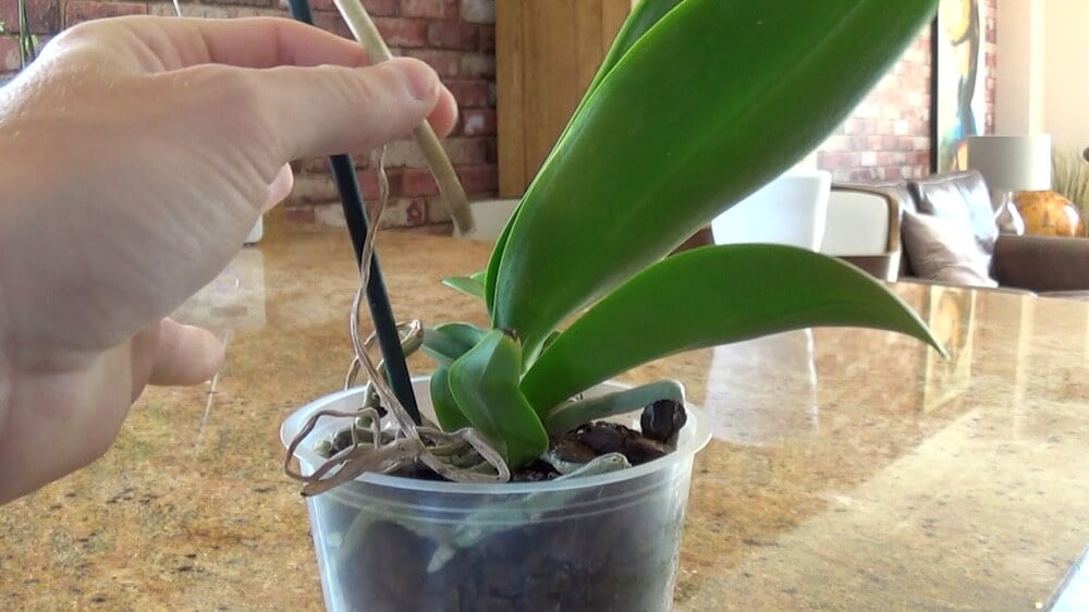 Orchid stem being staked and pruned in pot