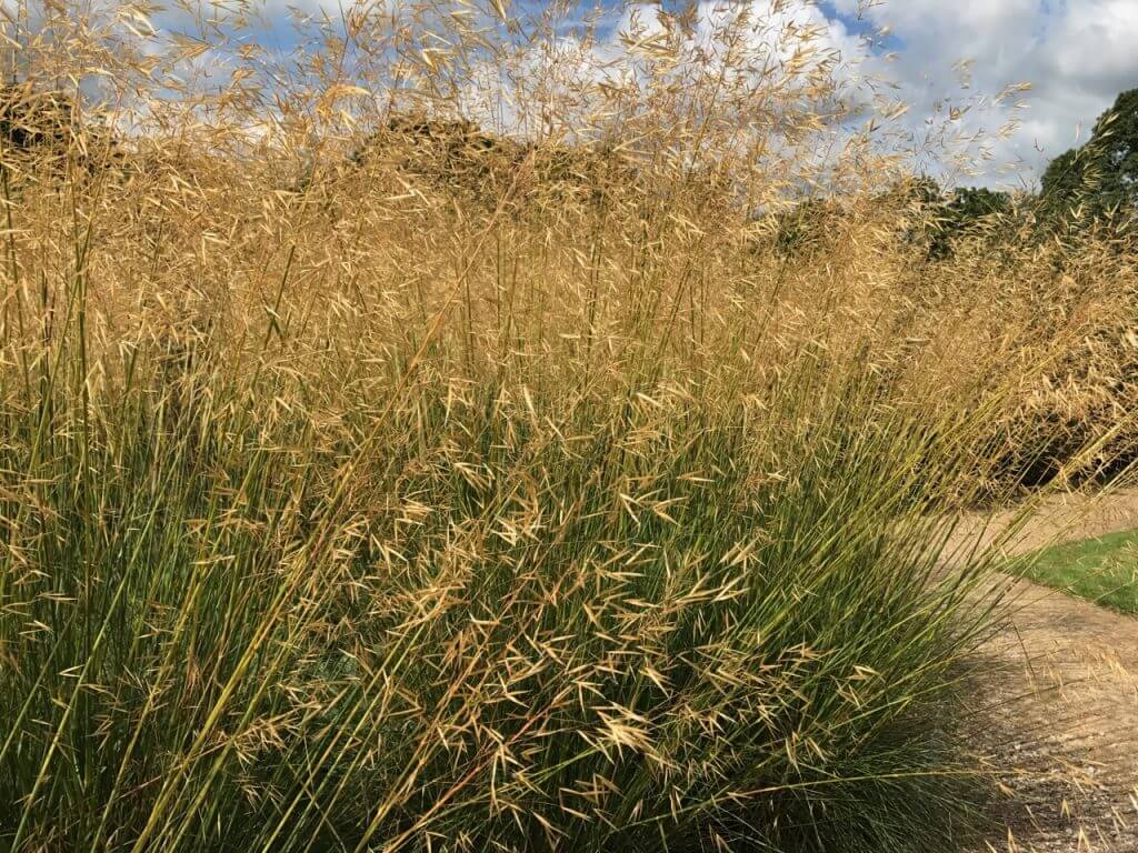 Large Stipa grass in a herbaceous border