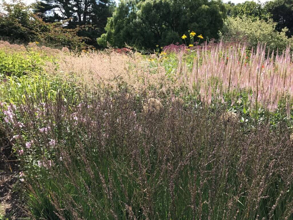 A flower border full of Veronicastrum flowers