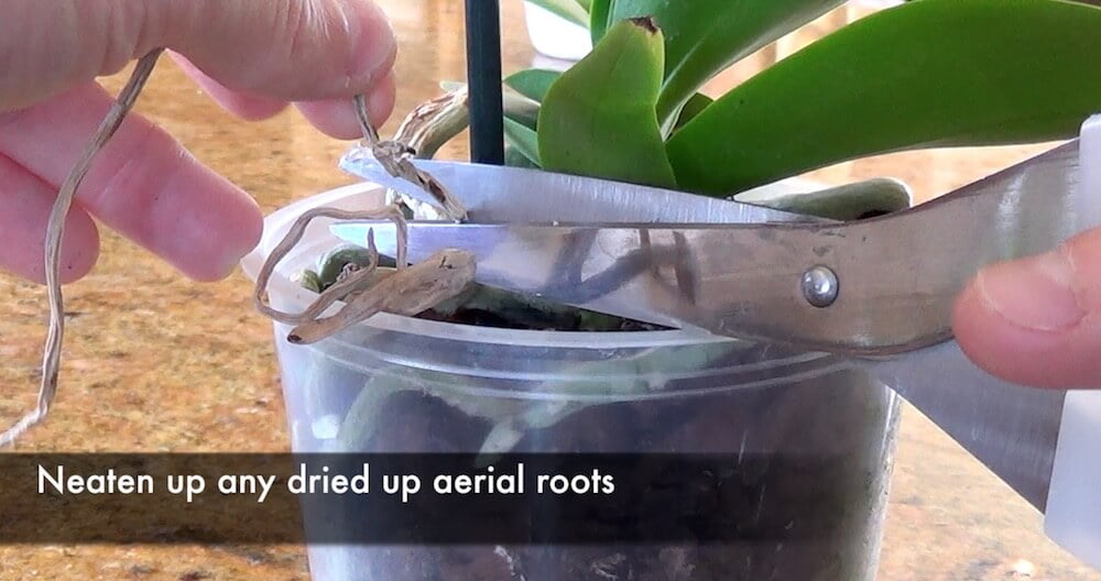 Garden Ninja tidying up Orchid roots
