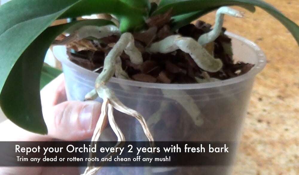 Repotting an orchid