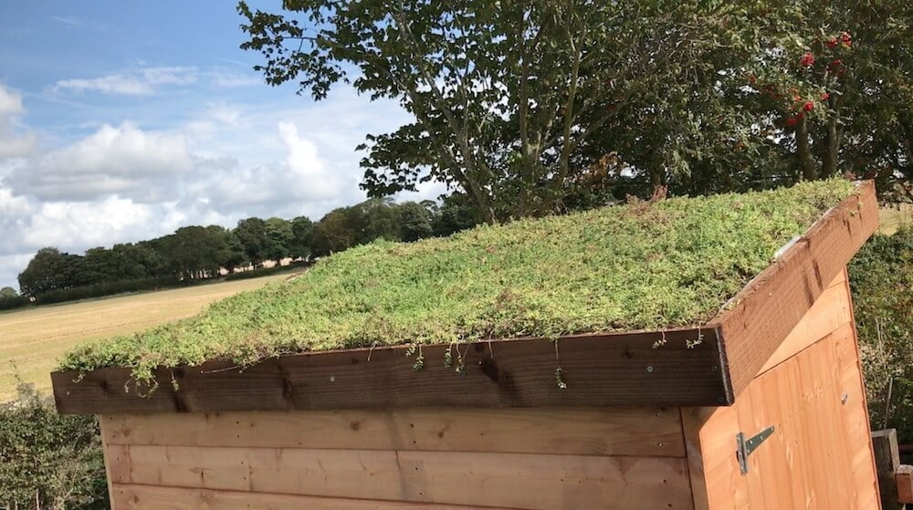 A sedum green roof on a shed