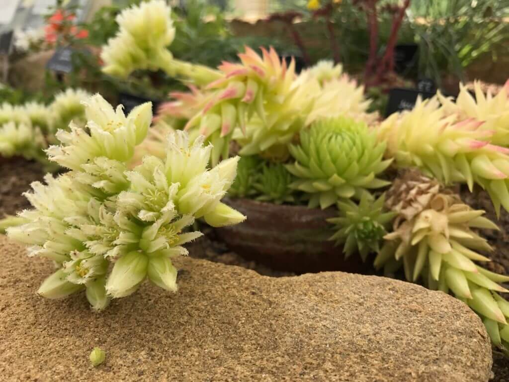 Succulents in a stone trough