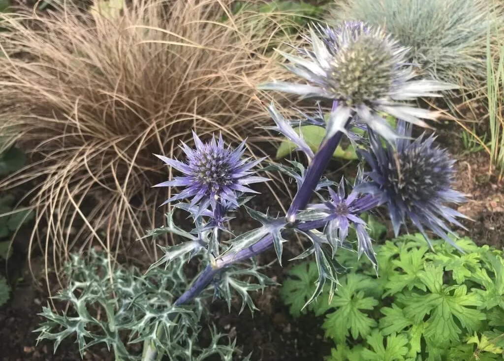 Sea Holly and Carex in a raised bed