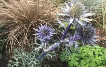Sea Holly and Carex in a raised bed