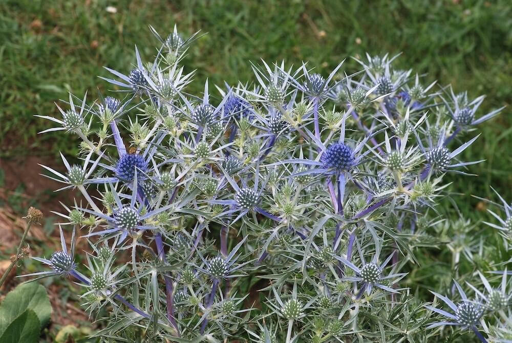 Sea holly in Garden Ninjas garden