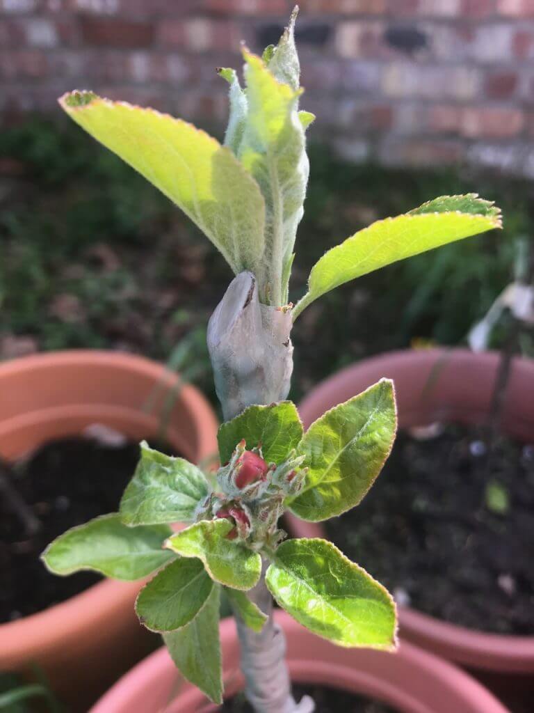 This apple tree graft is budding