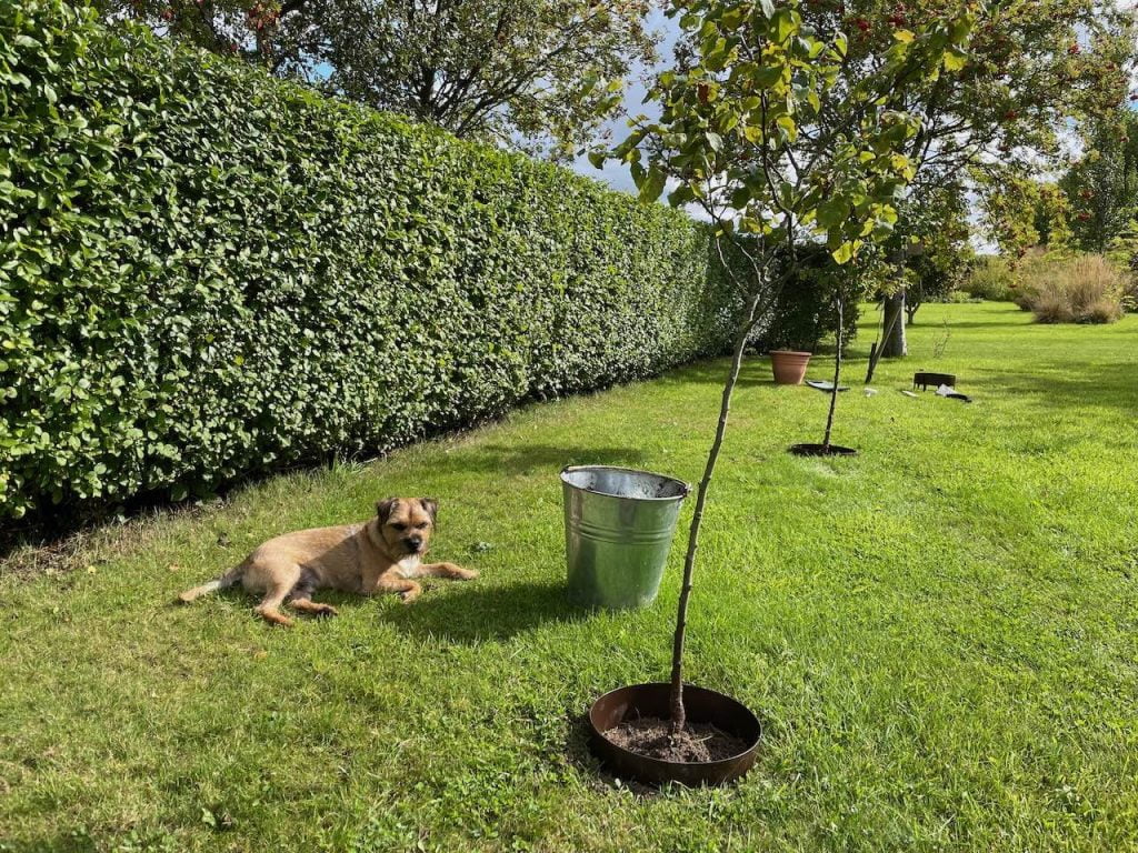 A line of grafted fruit trees