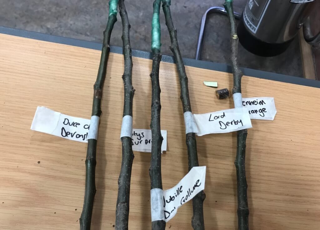 A set of grafted fruit trees labelled