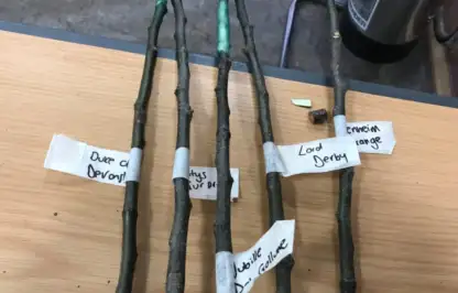 A set of grafted fruit trees labelled
