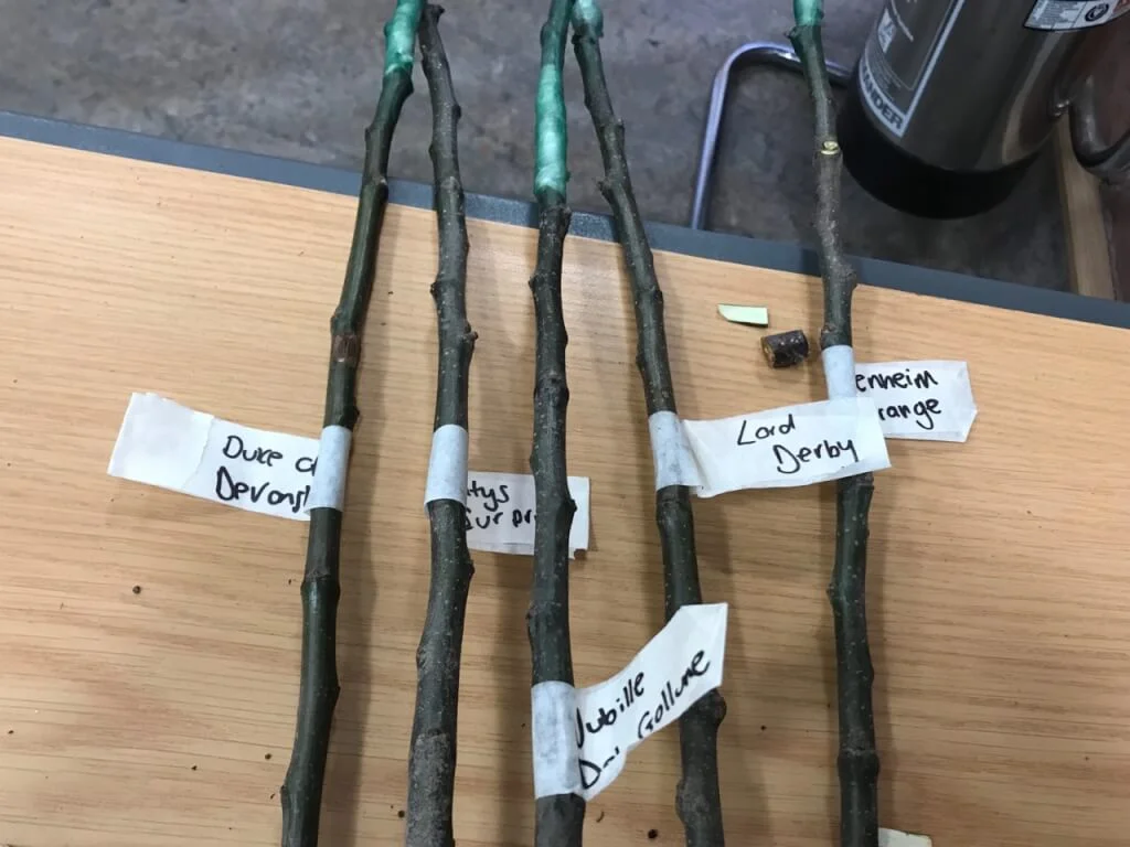 A set of grafted fruit trees labelled