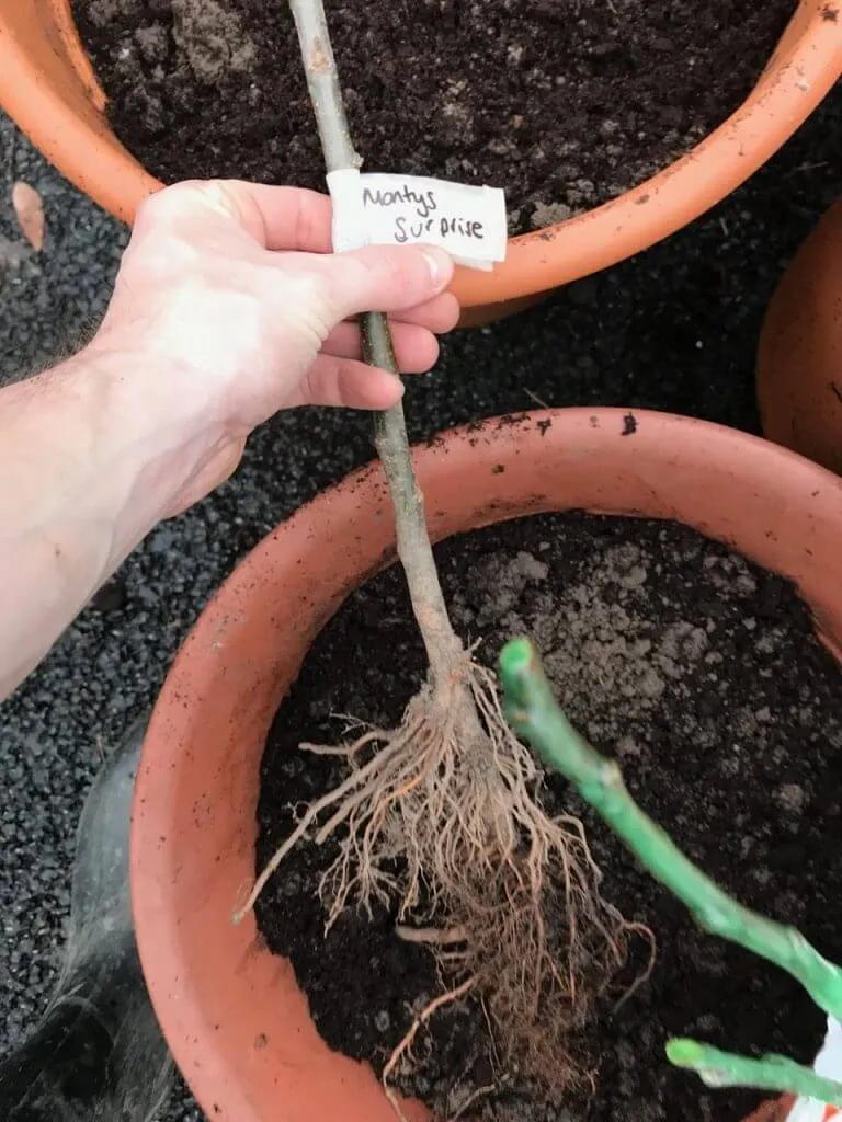 Lee Burkhill Garden Ninja holding a grafted apple tree rootstock ready for potting