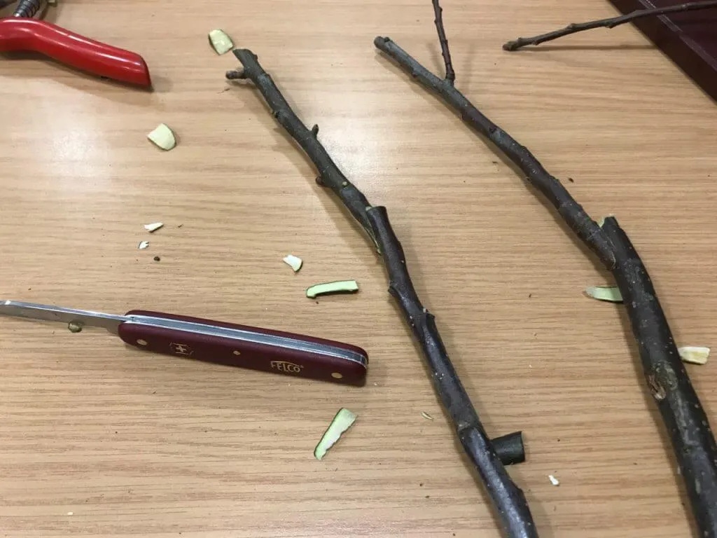 The process of cutting a scion for a tree graft