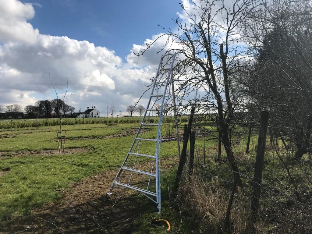 A set of Henchman ladders in a garden