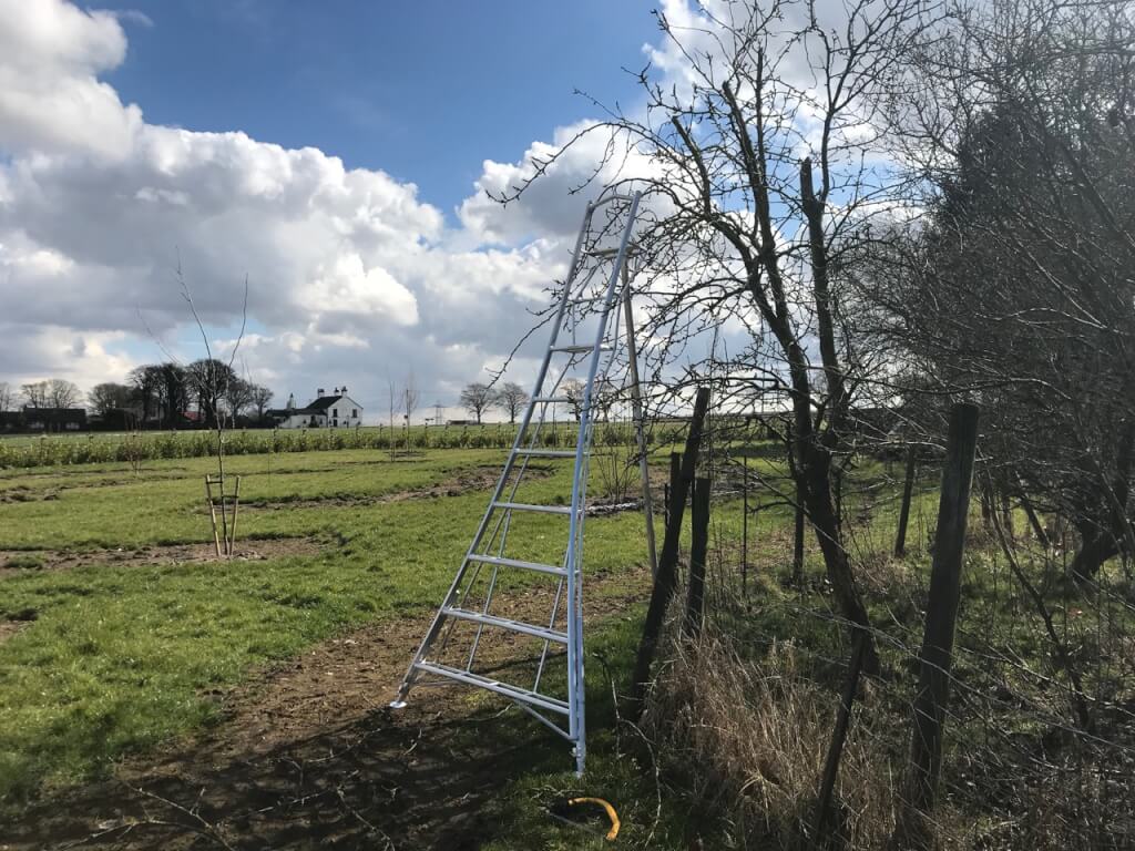 A set of Henchman garden ladders at Garden Ninja HQ