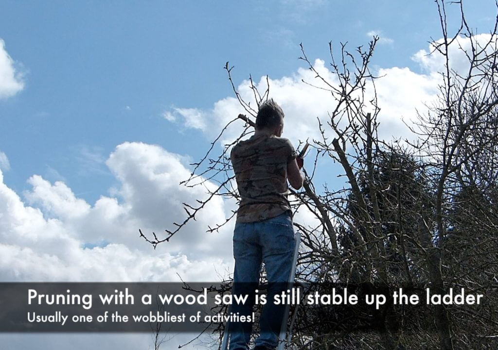 Garden Blogger Lee Burkhill Pruning a Pear tree