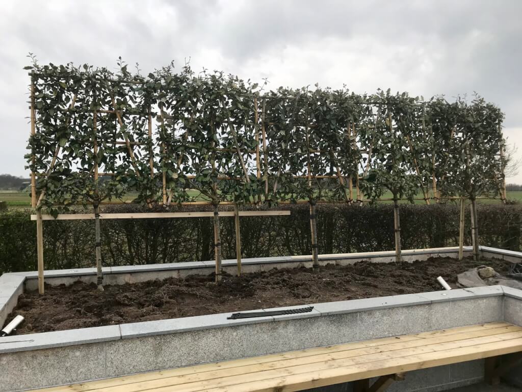 A row of pleached Elaeagnus trees