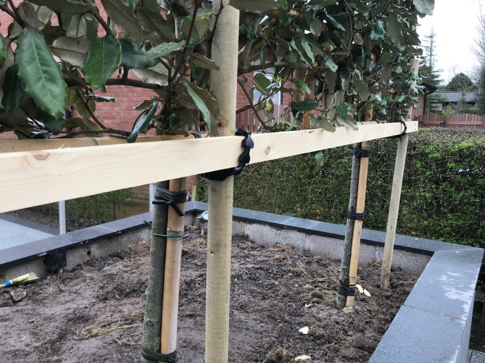 Pleached tree support frame Garden Ninja Ltd Garden Design