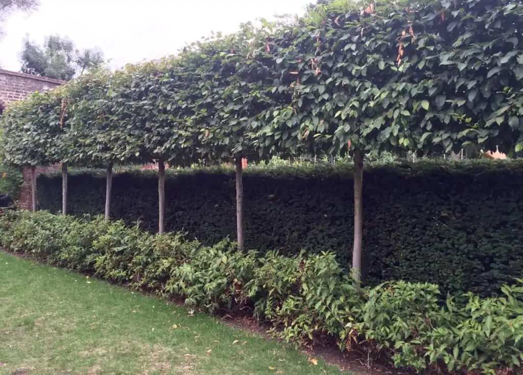 A line of pleached trees