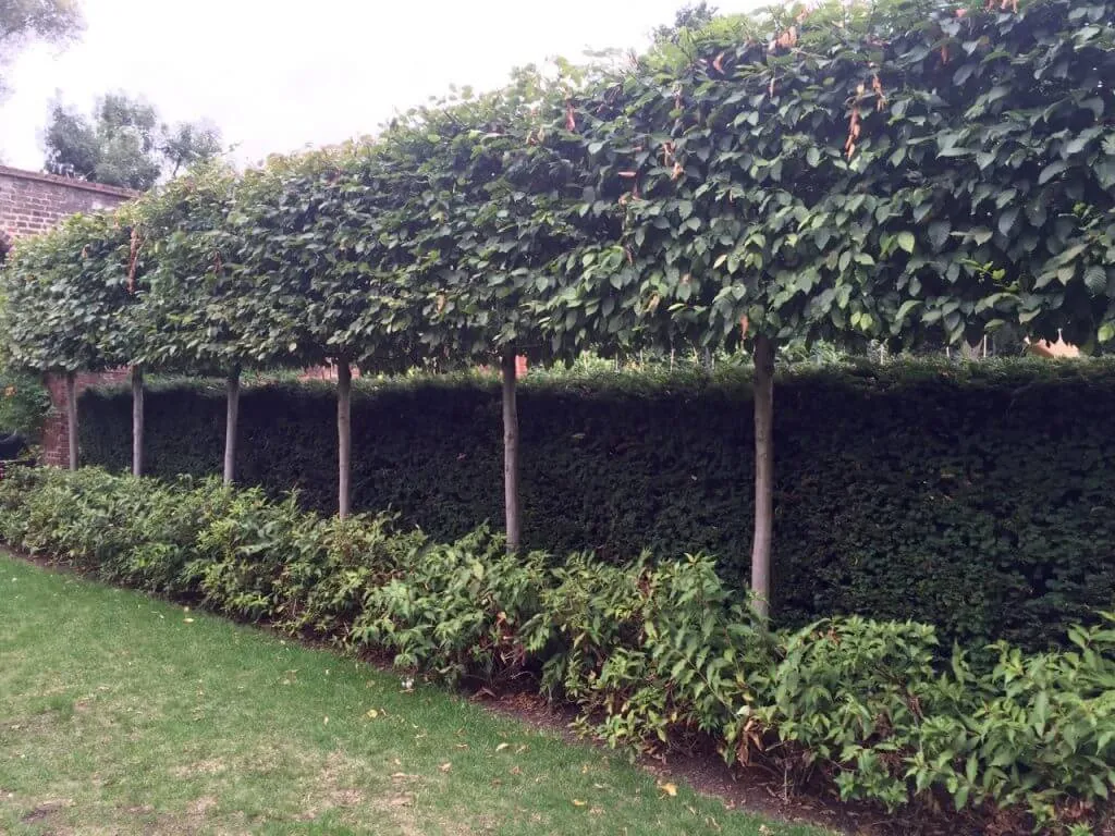 A ine of pleached trees