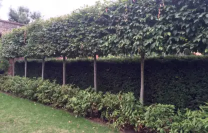 A line of pleached trees