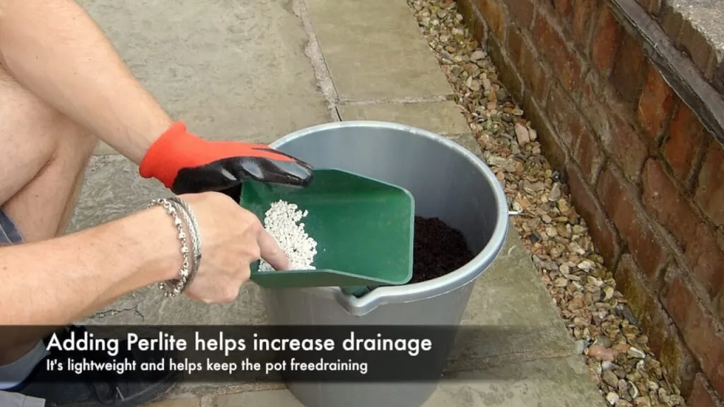 Adding perlite to a growing media mix to improve drainage for houseplants