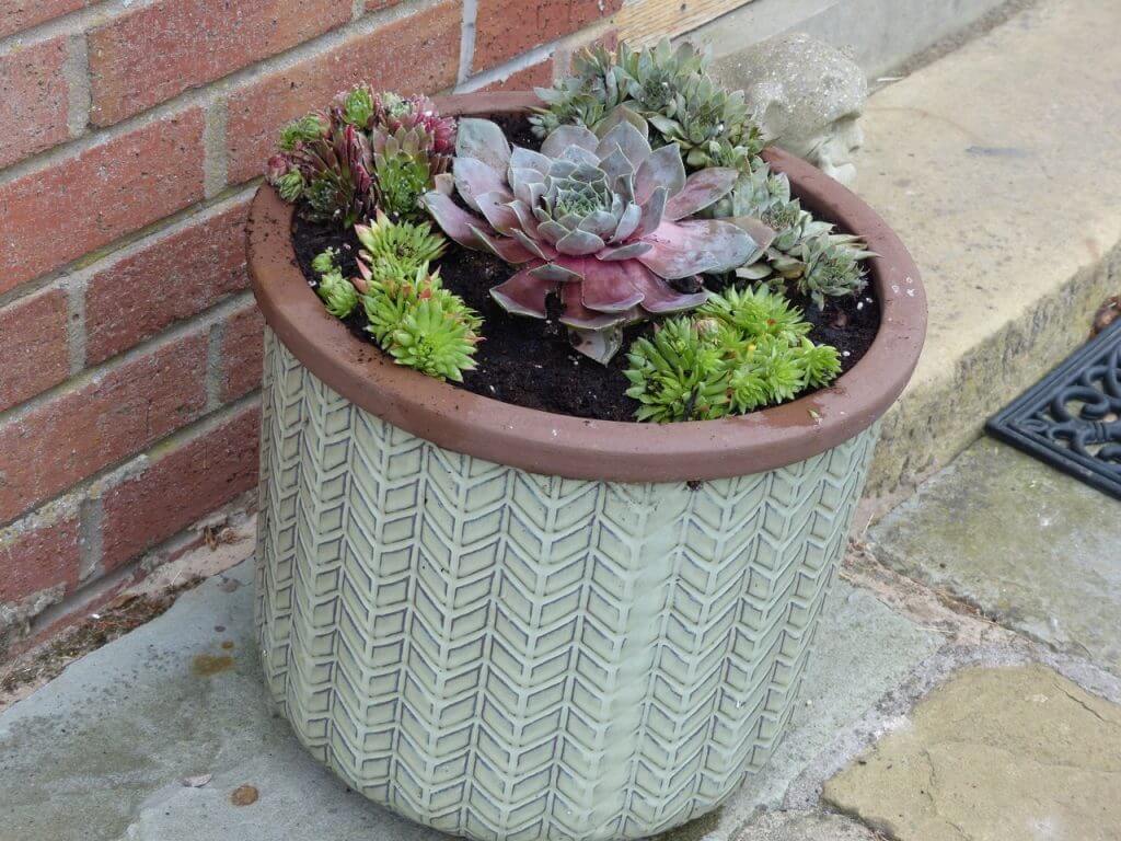 Succulents in a container