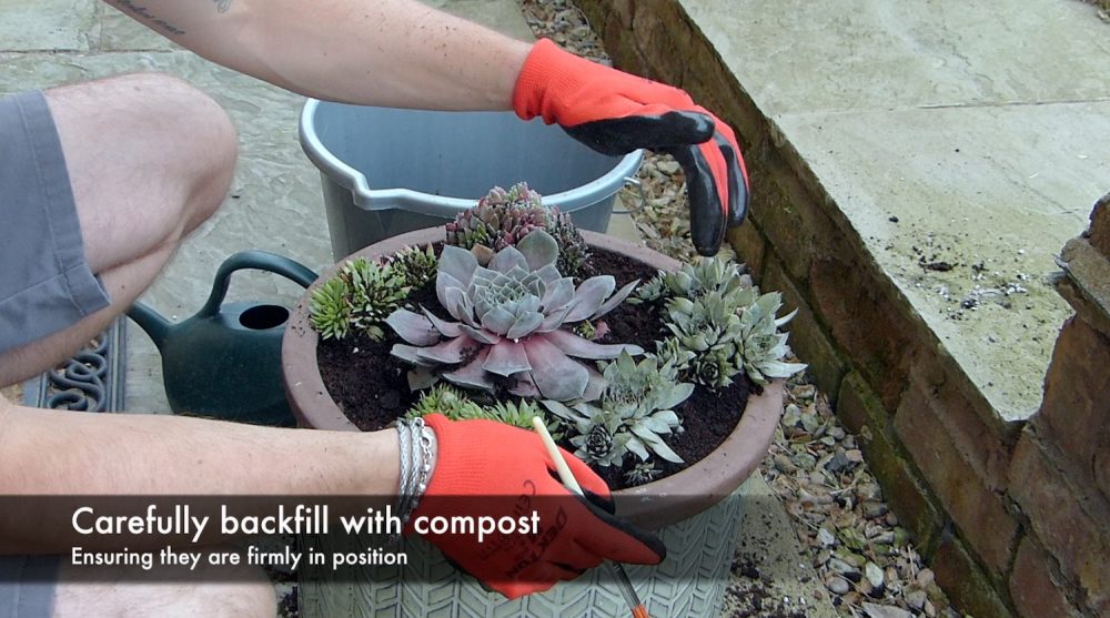 How to grow succulents in a container: Best evergreen succulent ...