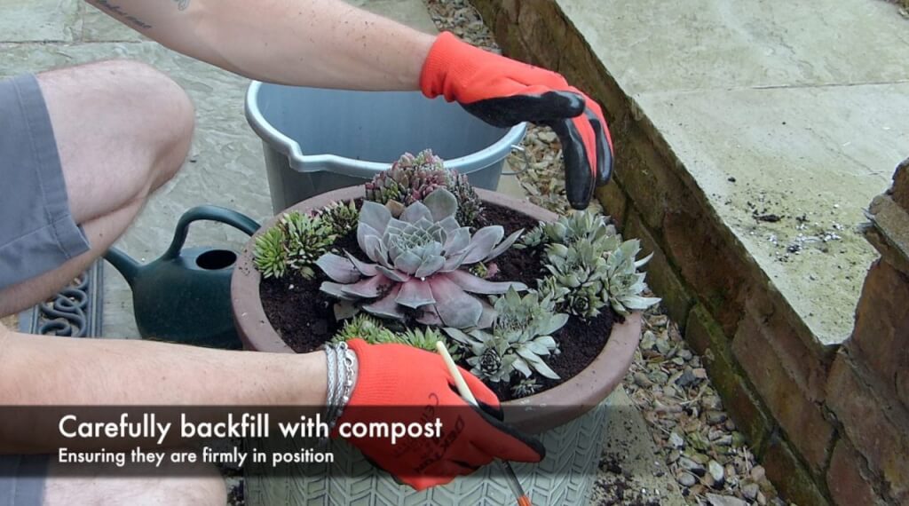 Backfilling succulents when planting
