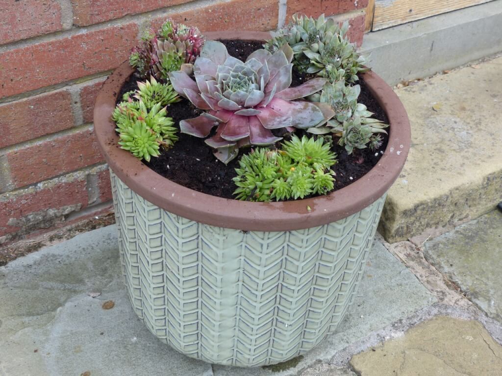 Sempervivums on display