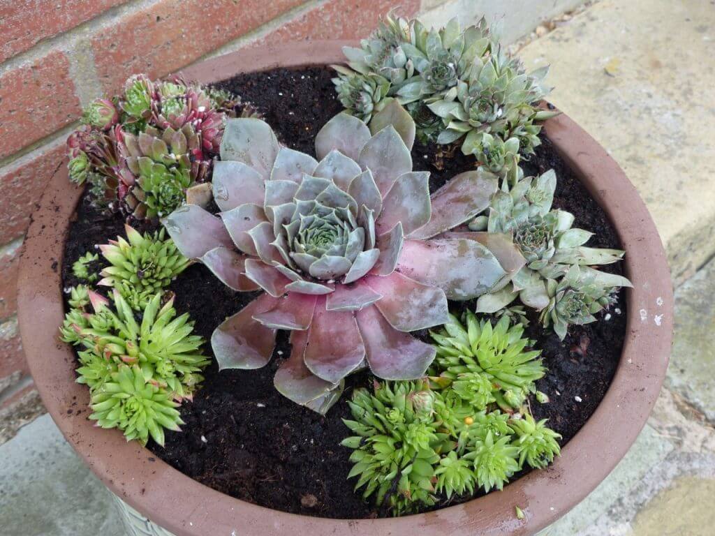 Sempervivums in a pot