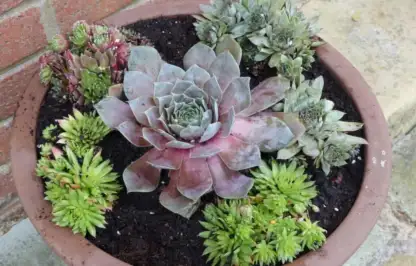 Sempervivums in a pot