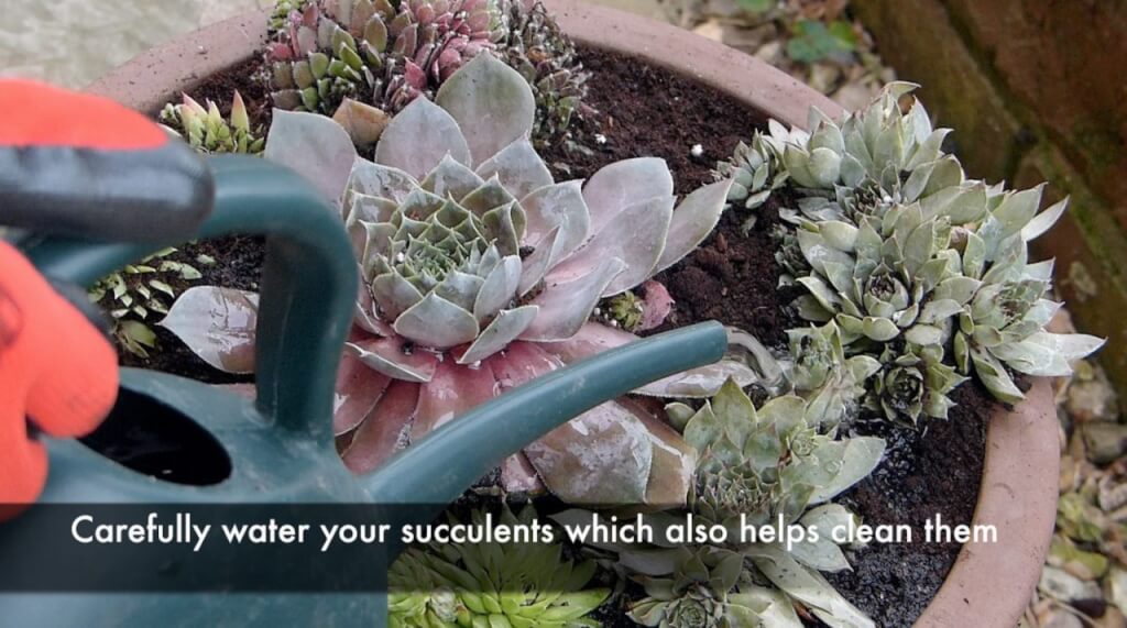 watering sempervivums