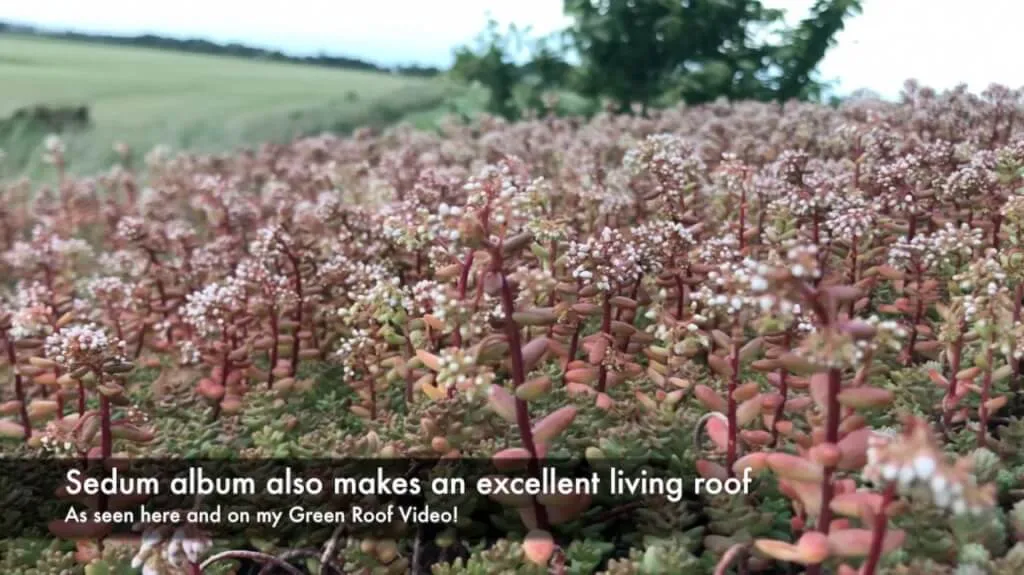 Sedums on a green roof fitted by Garden Ninja