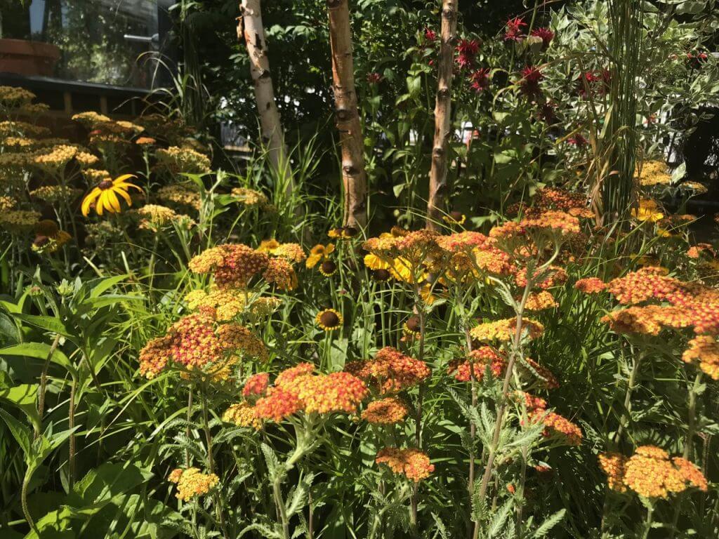 Achillea terracotta in a garden ninja planting plan
