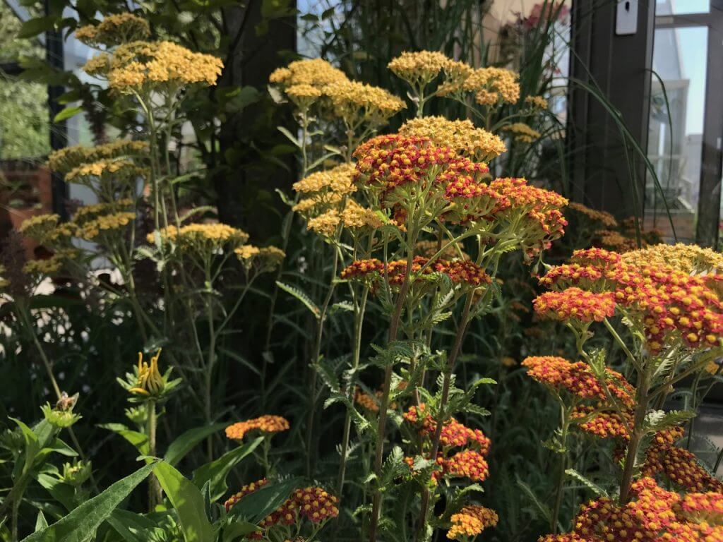 Achillea in the sun at Hampton Court