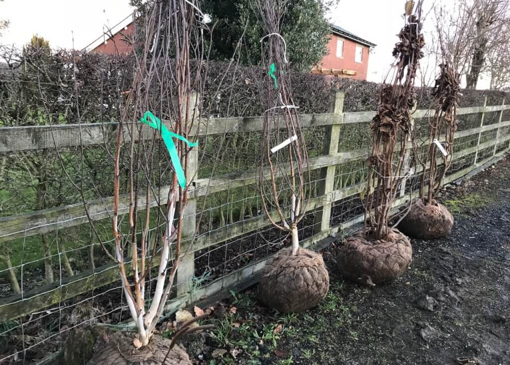 Bare root trees lined up in the Exploding atom garden