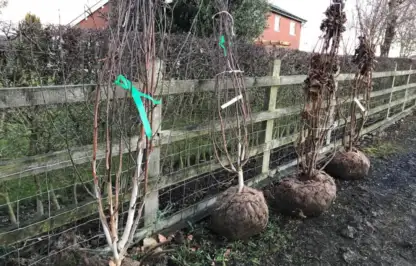 Bare root trees lined up in the Exploding atom garden
