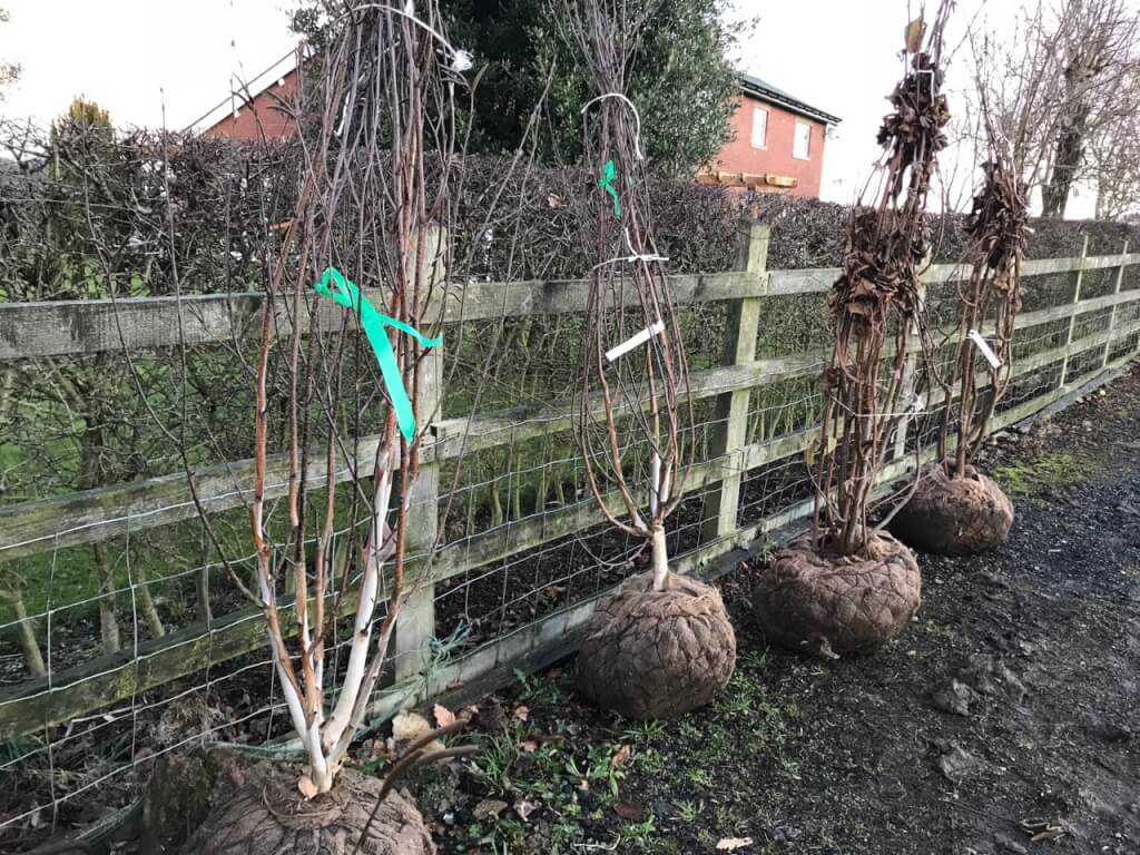 Bare root trees lined up in the Exploding atom garden