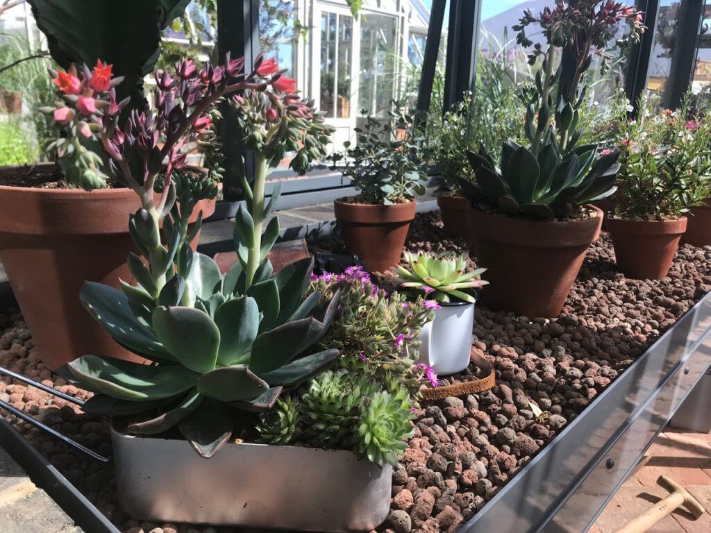 Echeveria blue prince in glasshouse at Chelsea flower show