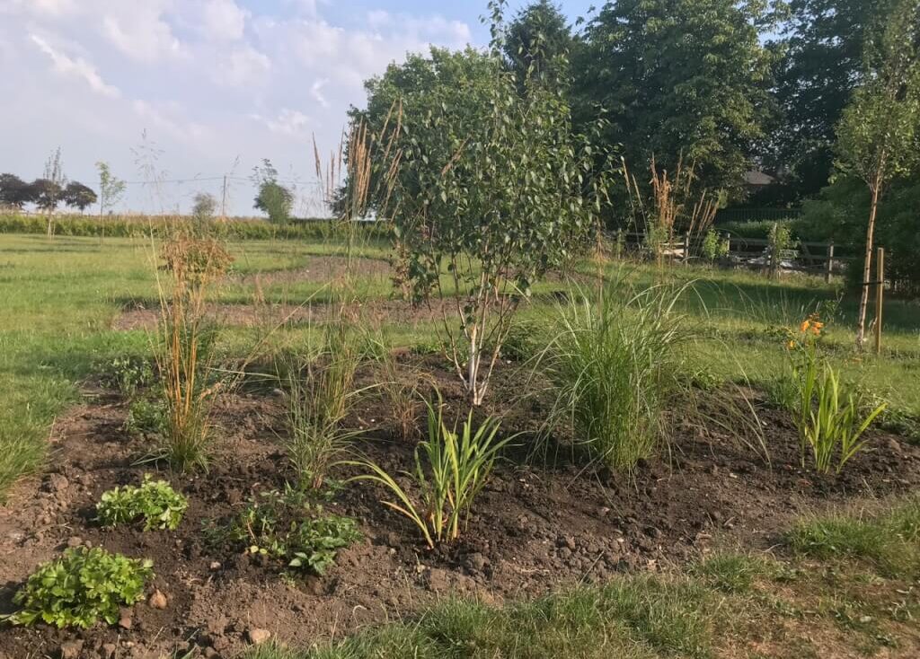 The Exploding atom garden wild border after planting