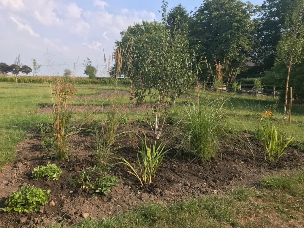 The Exploding atom garden wild border after planting