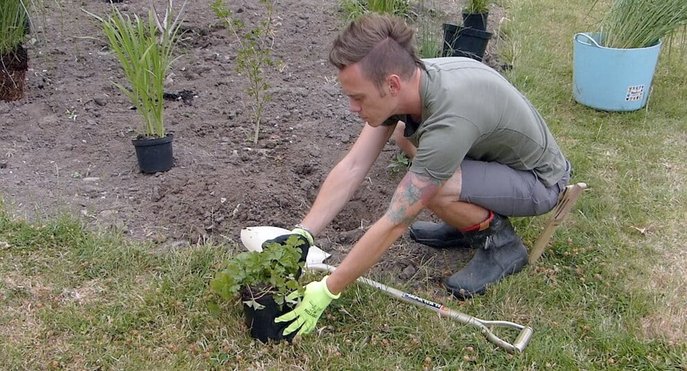 Border planting