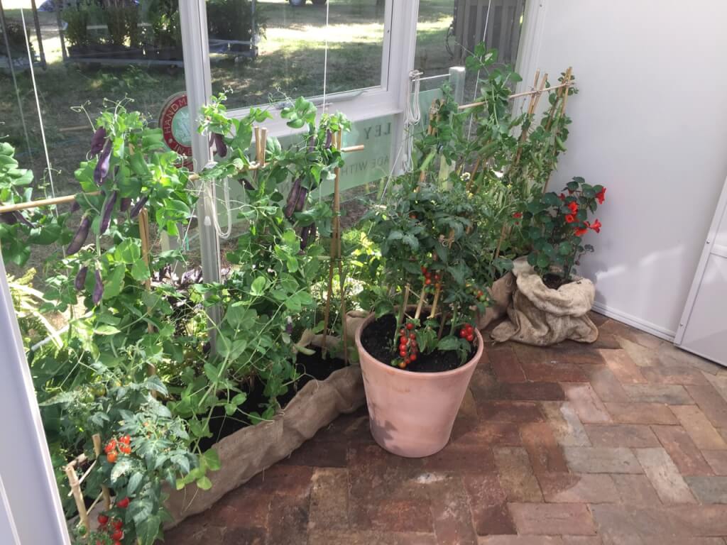 Vegetables growing in a greenhouse