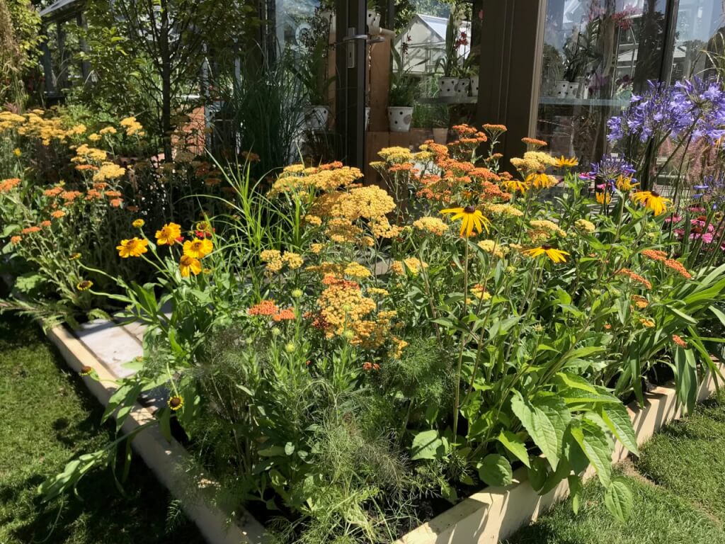 Helenium and rudbeckia