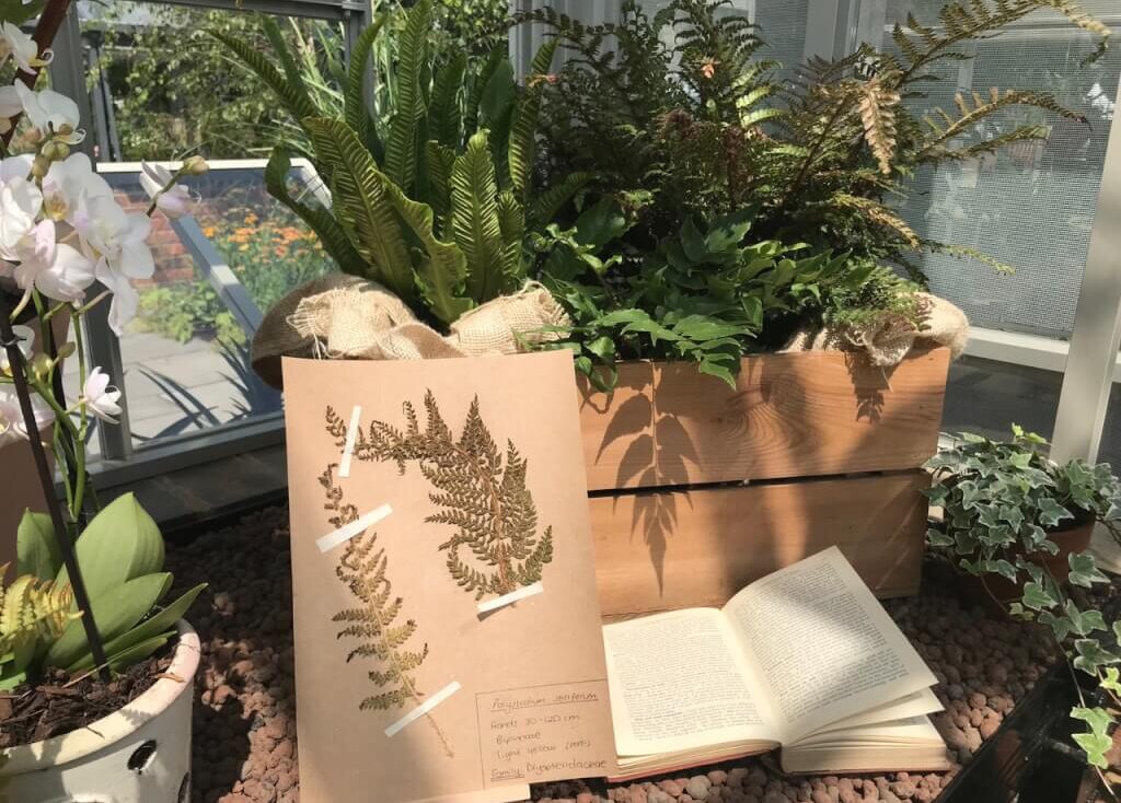 Herbarium on Lee Burkhills award winning show garden