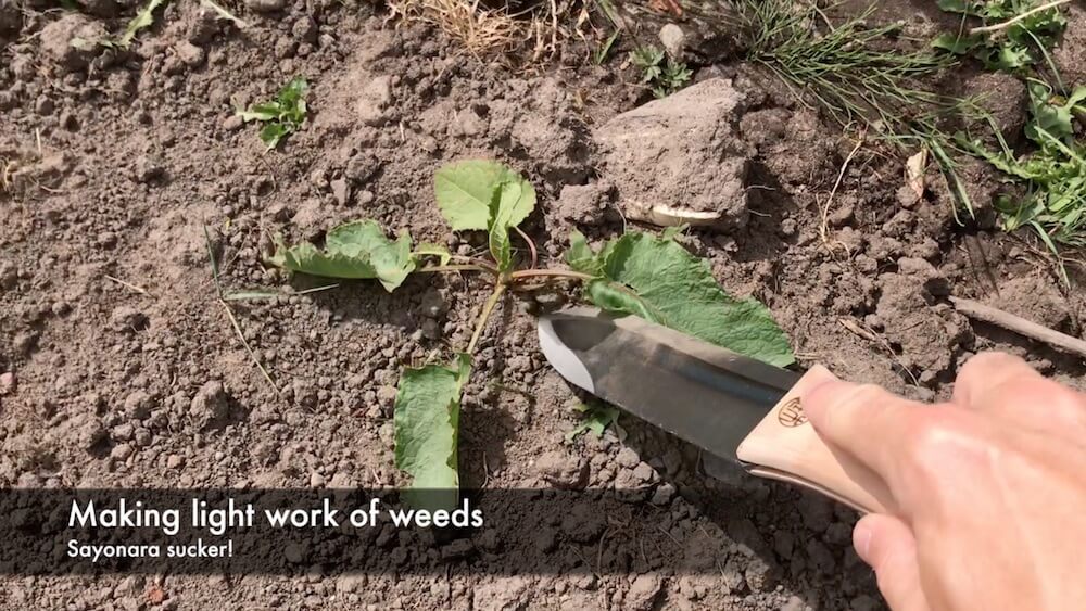 Weeding with a hori hori gardening knife