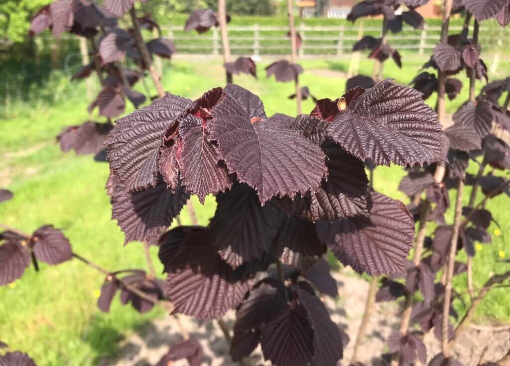 Purple hazel shrub with ribbed leaves
