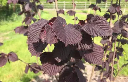 Purple hazel shrub with ribbed leaves