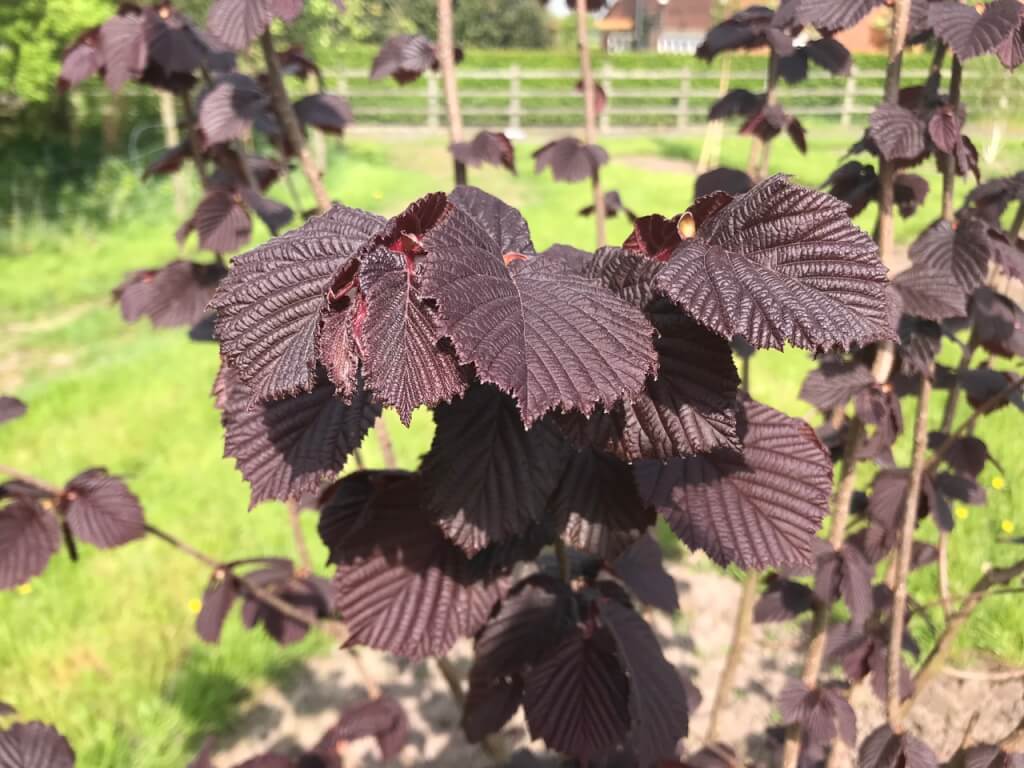 Purple hazel shrub with ribbed leaves